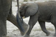 elephantbaby.jpg