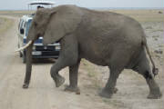 elephantvan.jpg