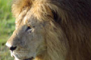 Lion close-up