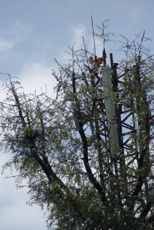 Cell tower disguised as tree