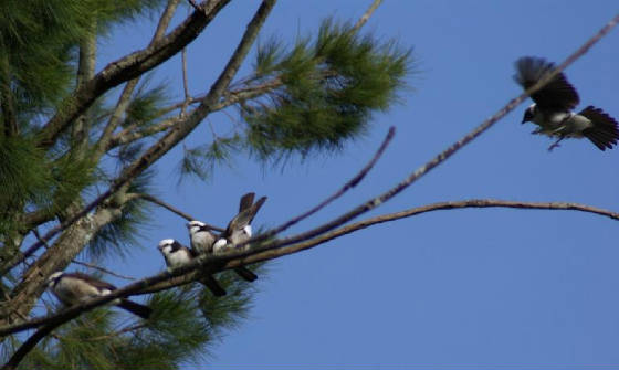 wcshrikes2.jpg