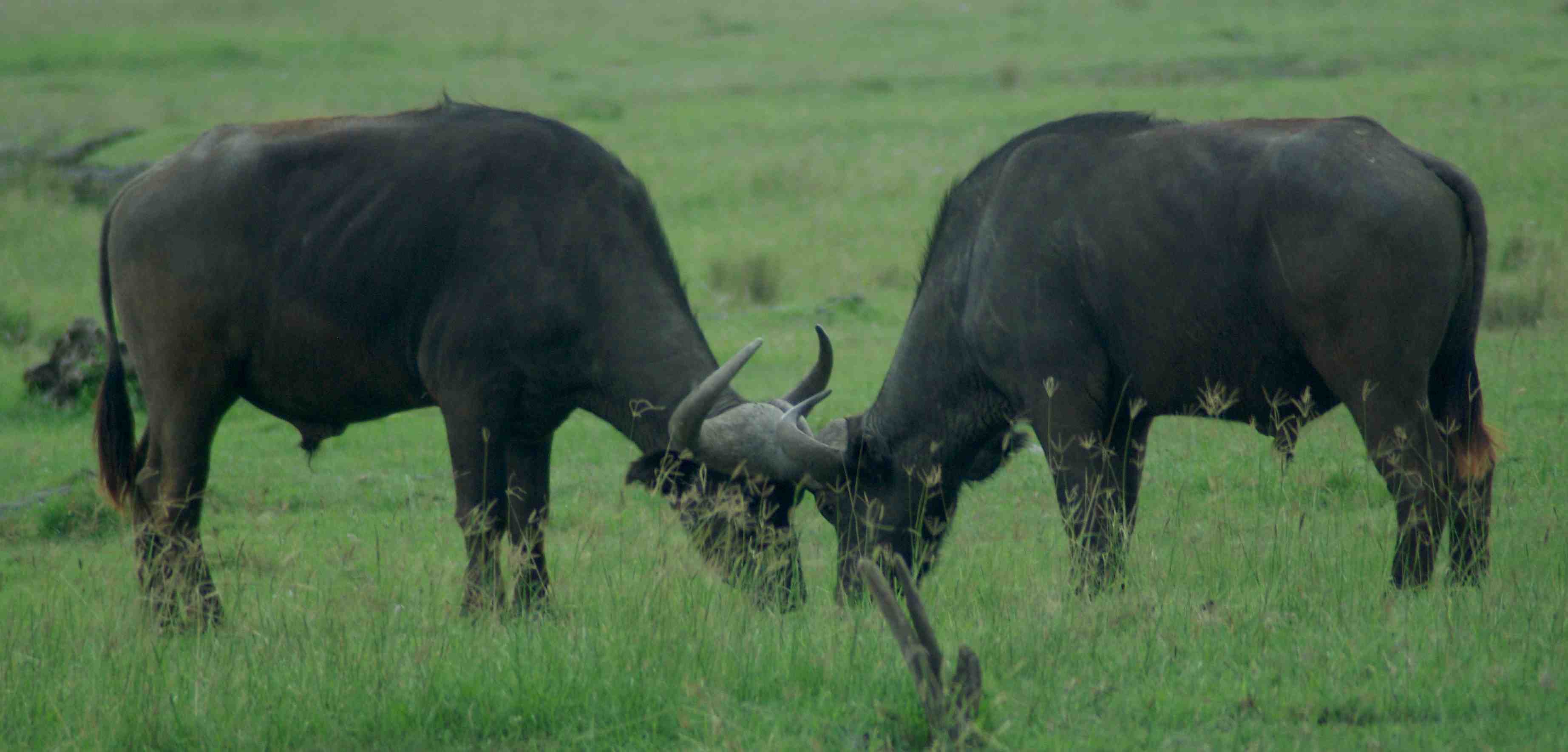 buffalo fighting