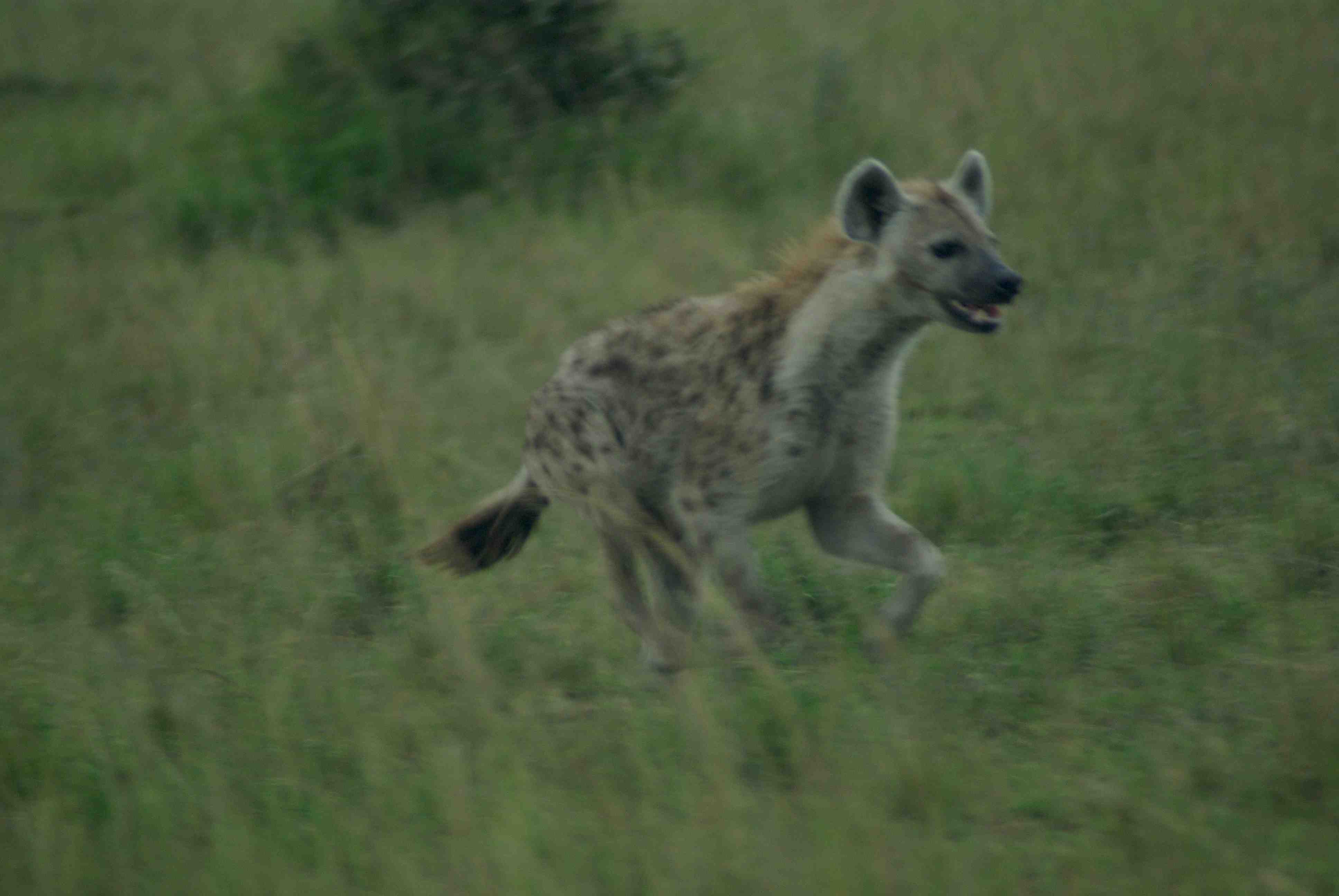 Hyena coming to kill