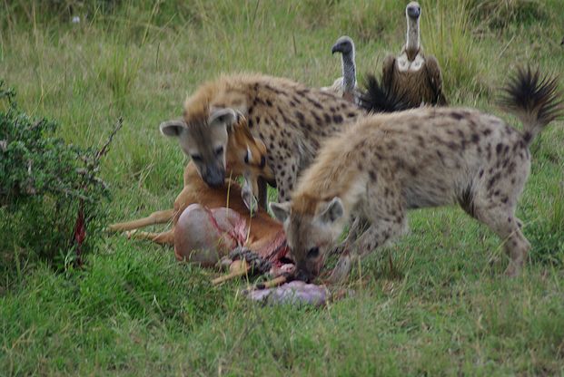 Hyenas feeding