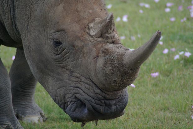 white rhino close-up