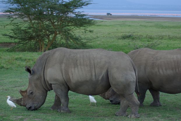 two White Rhinos